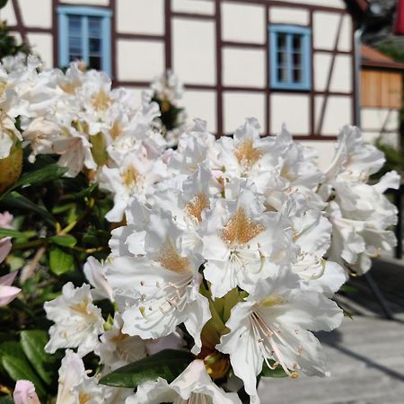 Ferienwohnungen Felsenkeller Bielatal Rosenthal-Bielatal Exterior foto